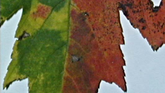 Leaf image, after edge enhancement