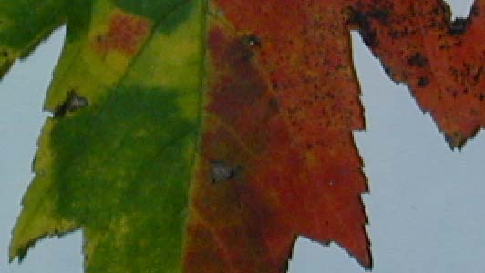 Leaf image, before edge enhancement